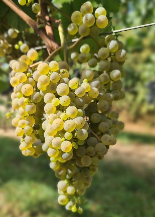 Donauriesling 20260907 144218